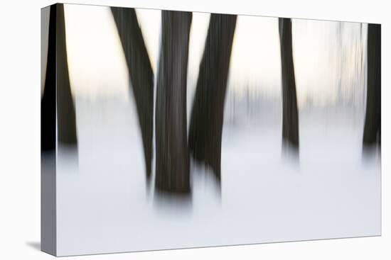 Canada, Ottawa, Ottawa River. Abstract of Tree Trunks in Snow-Bill Young-Premier Image Canvas