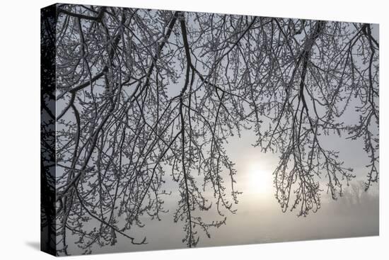 Canada, Ottawa, Ottawa River. Frosty Branches and Fog-Shrouded Sun-Bill Young-Premier Image Canvas