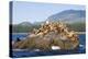 Canada, Pacific Rim National Park Reserve, West Coast Trail, Steller Sea Lions-Jamie And Judy Wild-Premier Image Canvas