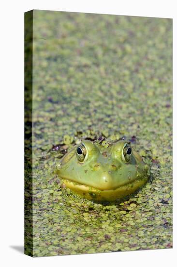 Canada, Quebec, Boucherville. Green Frog in Duckweed-Jaynes Gallery-Premier Image Canvas