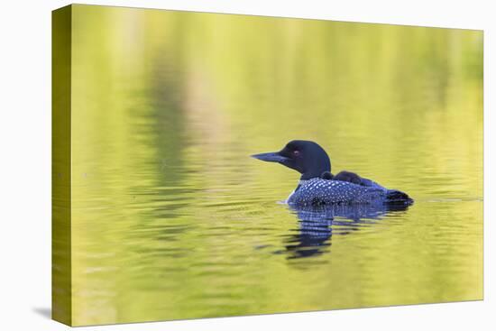 Canada, Quebec, Eastman. Common Loon with Sleeping Chick on Back-Jaynes Gallery-Premier Image Canvas