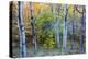 Canada, Quebec, Mount St. Bruno Conservation Park. Aspen Poplar Trees and Pond-Jaynes Gallery-Premier Image Canvas