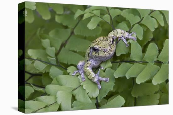 Canada, Quebec, Mount St-Bruno Conservation Park. Gray Tree Frog on Maidenhair Fern-Jaynes Gallery-Premier Image Canvas