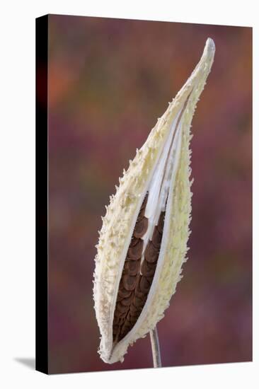 Canada, Quebec, Mount St-Bruno Conservation Park. Milkweed Seedpod Detail-Jaynes Gallery-Premier Image Canvas