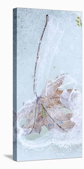 Canada, Quebec, Mount St. Bruno Conservation Park. Silver Maple Leaf Caught in Ice-Jaynes Gallery-Premier Image Canvas