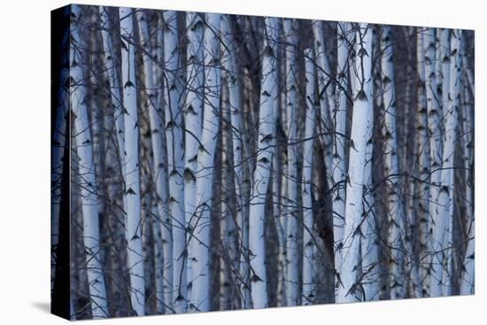 Canada, Quebec, Yamaska National Park. Gray Birch Forest-Jaynes Gallery-Premier Image Canvas