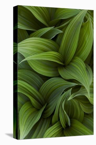 Canada, Quebec, Yamaska National Park. Green False Hellebore Plant-Jaynes Gallery-Premier Image Canvas