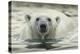 Canada, Repulse Bay, Polar Bear Along Shoreline of Harbour Islands-Paul Souders-Premier Image Canvas