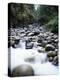 Canada, Vancouver Island, Englishman River Though Forest-Christopher Talbot Frank-Premier Image Canvas