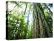 Canada, Vancouver Island. Old-Growth Douglas Fir Tree-Jaynes Gallery-Premier Image Canvas