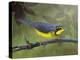 Canada Warbler-Chris Vest-Stretched Canvas