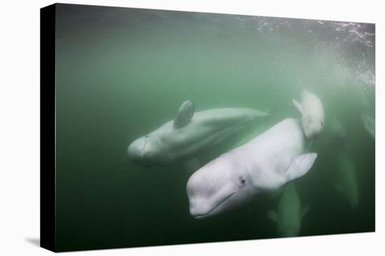 Canada, Young Beluga Whale Calf Swimming with Mother and Pod Near Mouth-Paul Souders-Premier Image Canvas