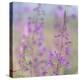 Canada, Yukon. Fireweed plant in bloom.-Jaynes Gallery-Premier Image Canvas