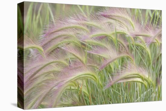 Canada, Yukon. Foxtail grass close-up.-Jaynes Gallery-Premier Image Canvas