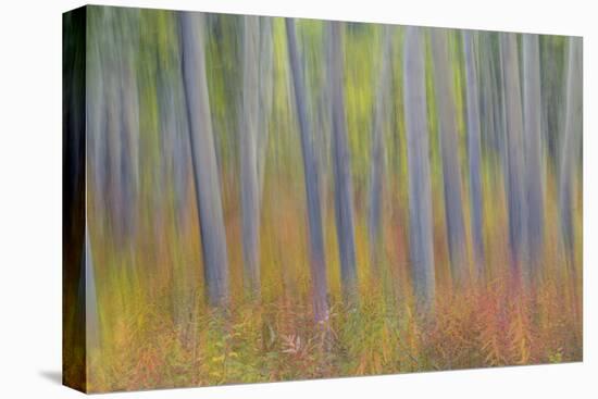 Canada, Yukon, Kluane National Park. Abstract motion blur of aspen trees.-Jaynes Gallery-Premier Image Canvas