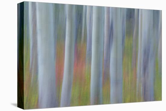 Canada, Yukon, Kluane National Park. Abstract of aspen trees.-Jaynes Gallery-Premier Image Canvas