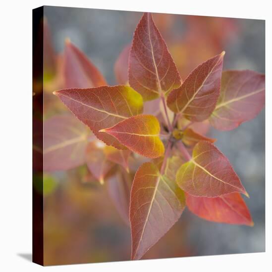 Canada, Yukon, Kluane National Park. Balsam poplar leaves.-Jaynes Gallery-Premier Image Canvas