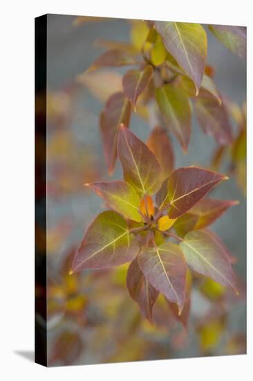 Canada, Yukon, Kluane National Park. Balsam poplar leaves.-Jaynes Gallery-Premier Image Canvas