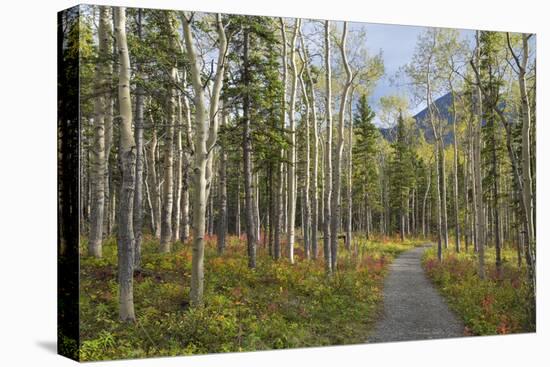 Canada, Yukon Territory, Kluane National Park. Trail through aspen forest.-Jaynes Gallery-Premier Image Canvas