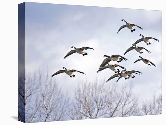 Canadian Geese, Iowa, USA-Michael Scheufler-Premier Image Canvas