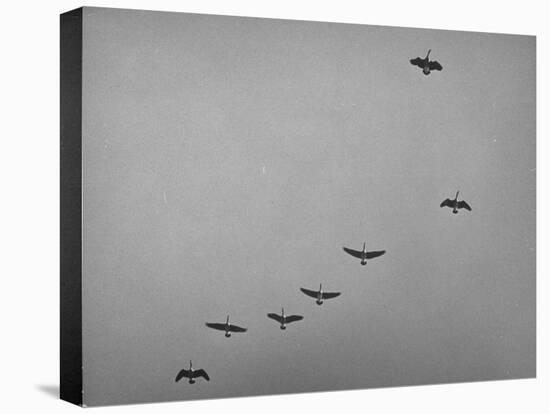 Canadian Geese-Andreas Feininger-Premier Image Canvas