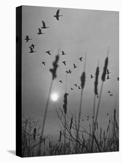 Canadian Geese-Andreas Feininger-Premier Image Canvas