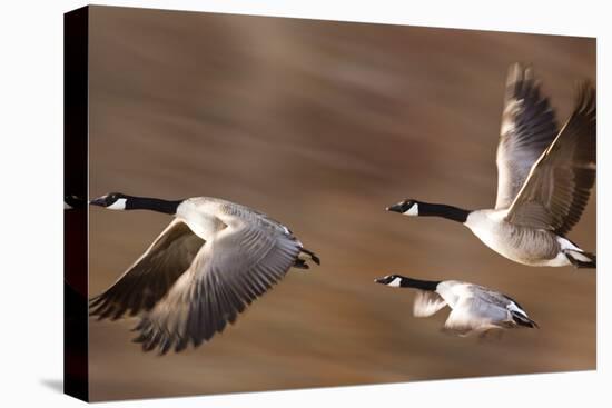 Canadian Geese-null-Premier Image Canvas