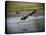 Canadian Goose in Flight 2-Jai Johnson-Premier Image Canvas