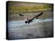 Canadian Goose in Flight 2-Jai Johnson-Premier Image Canvas