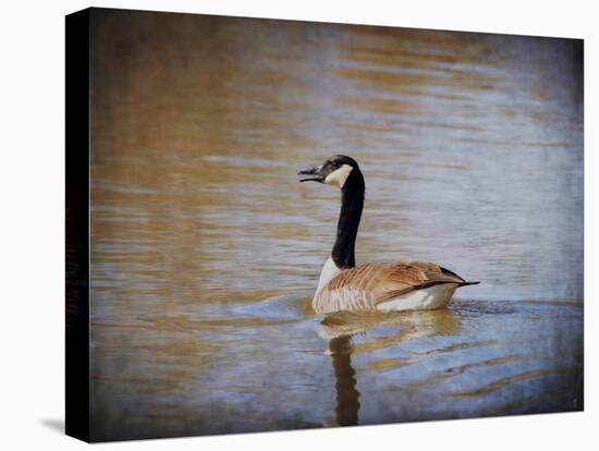 Canadian Goose in the Water-Jai Johnson-Premier Image Canvas