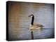 Canadian Goose in the Water-Jai Johnson-Premier Image Canvas