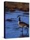 Canadian Goose in Water, CO-Elizabeth DeLaney-Premier Image Canvas