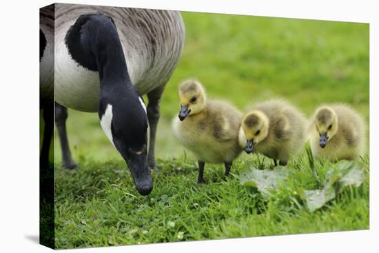 Canadian Goose with Goslings-null-Premier Image Canvas