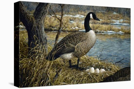 Canadian Goose-Jeff Tift-Premier Image Canvas