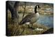 Canadian Goose-Jeff Tift-Premier Image Canvas