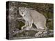 Canadian Lynx (Lynx Canadensis) in a Tree, in Captivity, Near Bozeman, Montana, USA-James Hager-Premier Image Canvas