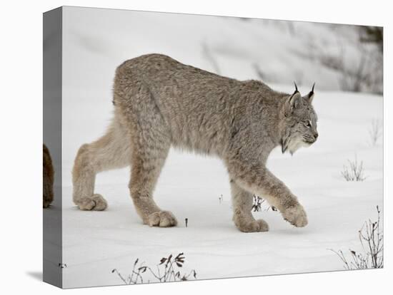 Canadian Lynx (Lynx Canadensis) in Snow in Captivity, Near Bozeman, Montana-null-Premier Image Canvas