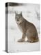 Canadian Lynx (Lynx Canadensis) in Snow in Captivity, Near Bozeman, Montana-null-Premier Image Canvas