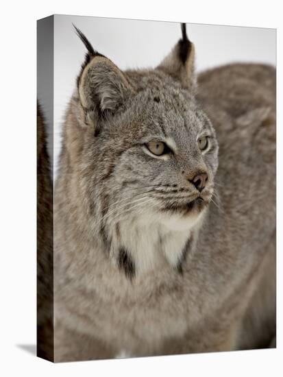 Canadian Lynx (Lynx Canadensis) in Snow in Captivity, Near Bozeman, Montana-null-Premier Image Canvas