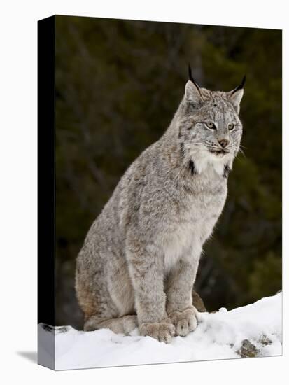 Canadian Lynx (Lynx Canadensis) in the Snow, in Captivity, Near Bozeman, Montana, USA-James Hager-Premier Image Canvas