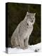 Canadian Lynx (Lynx Canadensis) in the Snow, in Captivity, Near Bozeman, Montana, USA-James Hager-Premier Image Canvas