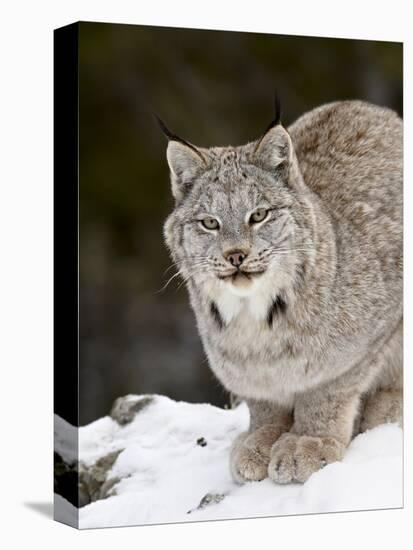 Canadian Lynx (Lynx Canadensis) in the Snow, in Captivity, Near Bozeman, Montana, USA-James Hager-Premier Image Canvas