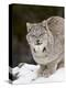 Canadian Lynx (Lynx Canadensis) in the Snow, in Captivity, Near Bozeman, Montana, USA-James Hager-Premier Image Canvas