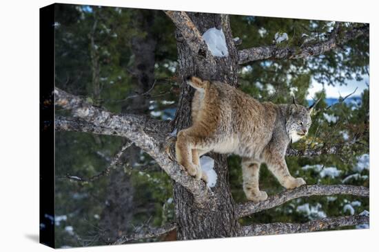 Canadian Lynx (Lynx Canadensis), Montana, United States of America, North America-Janette Hil-Premier Image Canvas