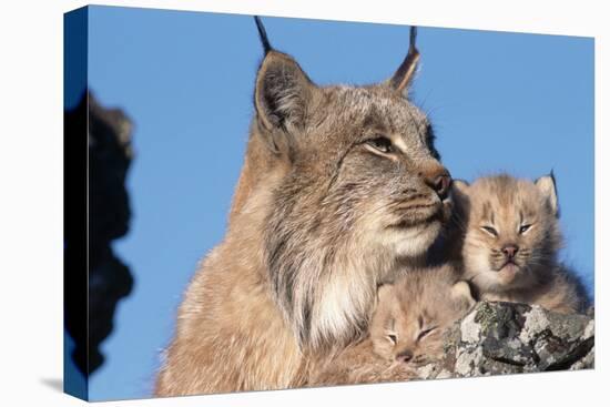 Canadian Lynx with Young-W^ Perry Conway-Premier Image Canvas