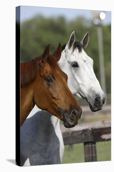 Canadian Sport Horses 011-Bob Langrish-Premier Image Canvas