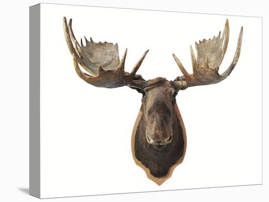 Canadian Taxidermy Moose Head Hunting Trophy, Mounted on an Oak Shield, Vancouver-null-Premier Image Canvas