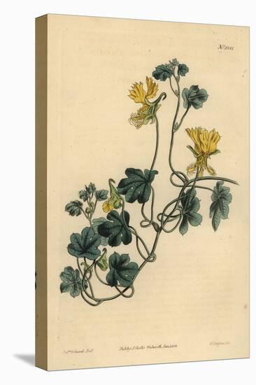 Canary Creeper, Indian Cress or Ciliated Tropaeolum, Tropaeolum Peregrinum-Sydenham Teast Edwards-Premier Image Canvas