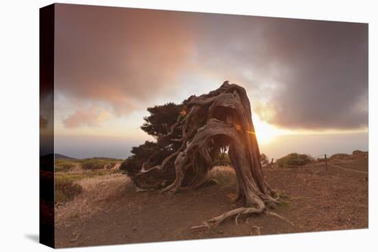 Canary Islands Juniper (Juniperus Cedrus) at Sunset, Spain-Markus Lange-Premier Image Canvas