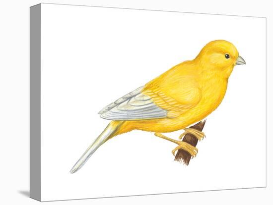 Canary (Serinus Canaria), Birds-Encyclopaedia Britannica-Stretched Canvas